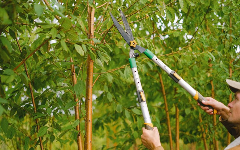 Tree trimming in White Oak, WV